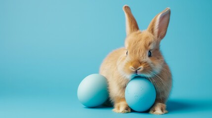 Obraz premium Easter rabbit on a blue background