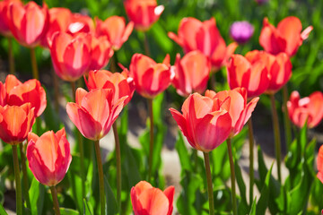 Blooming Goland tulips. Field of multicolored tulips close-up as a concept of holiday and spring. Lawn with flowers with space for text and copy space.