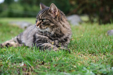 Pretty, cute cat on a meadow playing in Skaraborg Sweden