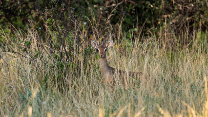 dik-dik antelope in the wild