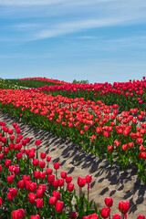 Field of red tulips in Provence in spring. Cloudy sky. Vertical photo.