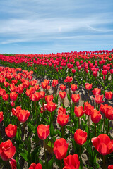 Field of red tulips in Provence in spring. Cloudy sky. Vertical photo.