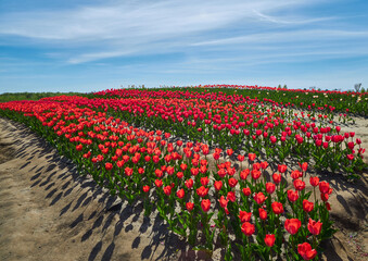 Red tulips in curvy rows