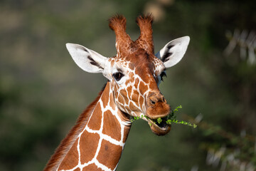 reticulated giraffe only find in Samburu national park, Kenya
