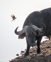 Naklejka premium buffalo in the wild, Kenya national parks
