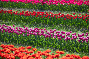 Selective focus row of multi colour tulip in the field, Line of colourful flowers in the farm, Tulips are a genus of perennial herbaceous bulbiferous geophytes, Nature floral background