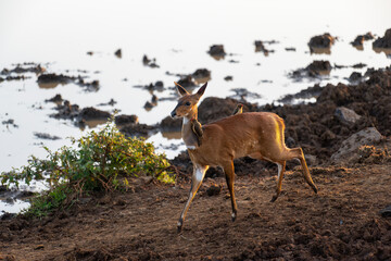bushbuck with oxpecker on the back