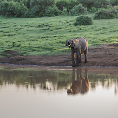 wild elephants in national parks Kenya