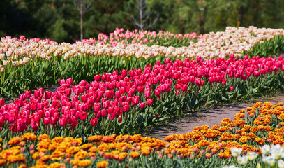 Flower bed with colorful tulips. Tulip flowers in blooming park.