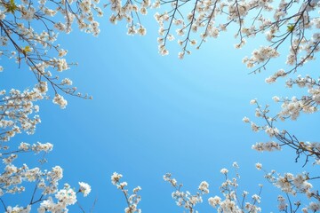 A clear spring sky above a canopy of blooming branches at the top, creating a natural frame with an expansive blue backdrop with text space