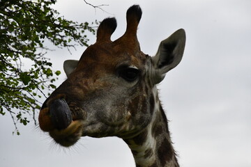 Giraffe in Kruger National Park | Safari | South Africa