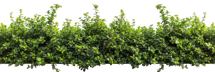 Hedge isolated on white