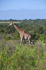 Giraffe in Kruger National Park | Safari | South Africa