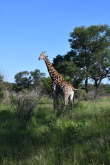 Giraffe in Kruger National Park | Safari | South Africa
