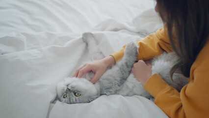 Happy asian woman massages with fluffy grey cat with relax on the bed at home, A touching moment between a pet and its owner, Friendship with pets.