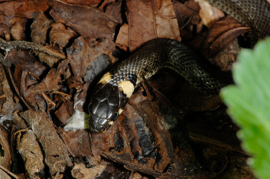 Ringelnatter, Natrix natrix