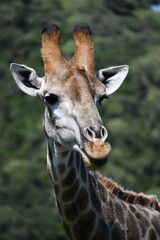 Giraffe in Kruger National Park | Safari | South Africa