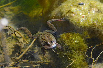 Grasfrosch, Rana temporaria L.