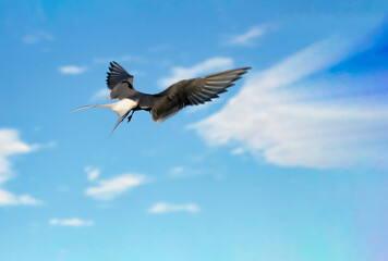 Tern bird hovers in the air in search of food and to guard the nest.