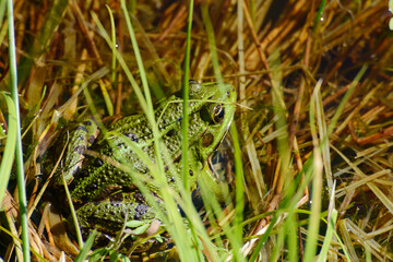 Wasserfrosch, Teichfrosch, Pelophylax kl. Esculentus