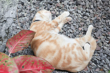 Sleeping ginger tomcat - perfect dream. Ginger cat sleeping on rocky surface in the garden.