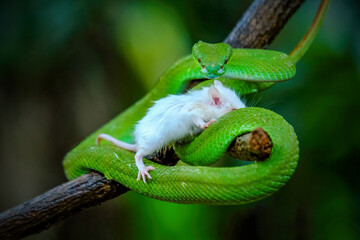 green viper on a branch