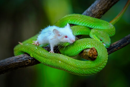 green viper on a branch