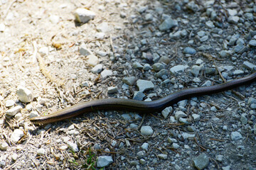 Blindschleiche, Westliche,  Anguis fragilis
