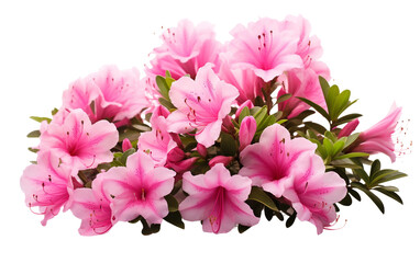 Fototapeta na wymiar Full Bloom of Pink Azalea Flowers Isolated on Transparent Background PNG.