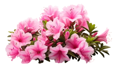 Fototapeten Full Bloom of Pink Azalea Flowers Isolated on Transparent Background PNG. © Jack