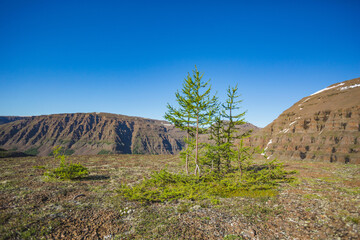Putorana Plateau summer landscape, Taimyr. Russia, Krasnoyarsk region