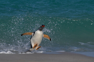 Gentoo Penguin (Pygoscelis papua) launching itself from the sea as it comes ashore on Carcass...
