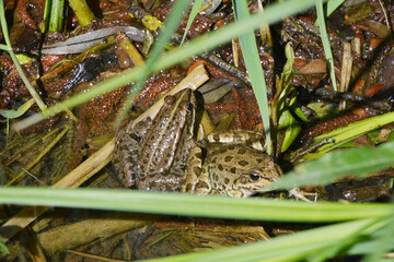 Seefrosch, Rana ridibunda