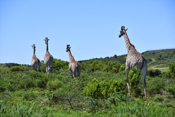 Giraffe in Kruger National Park | Safari | South Africa