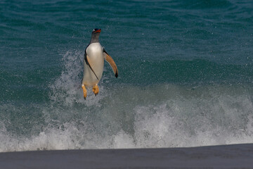 Gentoo Penguin (Pygoscelis papua) launching itself from the sea as it comes ashore on Carcass...