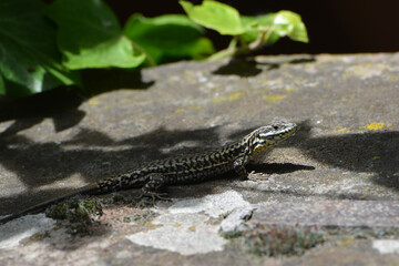 Mauereidechse, Podarcis muralis maculiventris