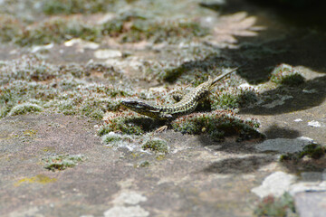 Mauereidechse, Podarcis muralis maculiventris