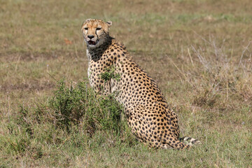 a cheetah in the savannah of Kenya