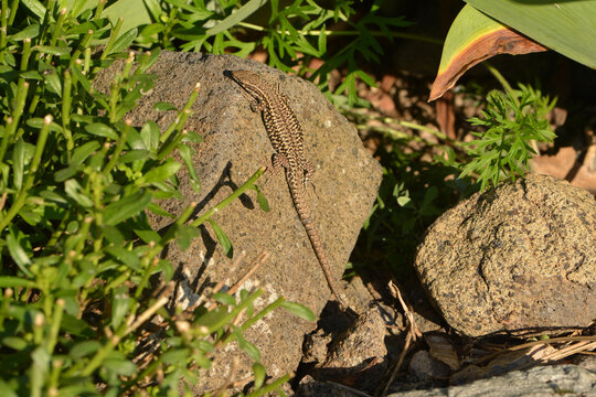 Mauereidechse,  Italienische Mauereidechse,  Podarcis muralis nigriventis