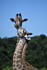 Giraffe in Kruger National Park | Safari | South Africa
