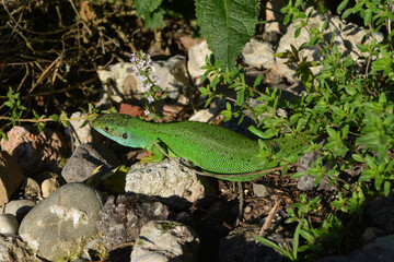 Westliche Smaragdeidechse, Lacerta bilineata