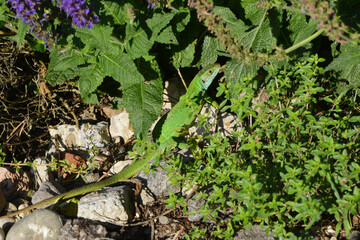 Westliche Smaragdeidechse, Lacerta bilineata