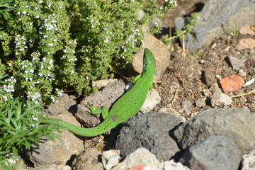 Westliche Smaragdeidechse, Lacerta bilineata