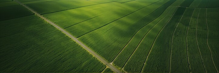 Aerial perspective of expansive corn fields stretching below. Agriculture from above, rural landscape view, green crops, aerial photography, website header, copy space. Generative AI