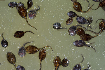 Grünfrösche, Wasserfrosch, Teichfrosch, Kaulquappen