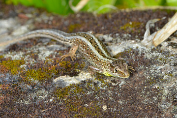 Zauneidechse, Lacerta agilis