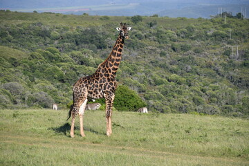 Giraffe in Kruger National Park | Safari | South Africa