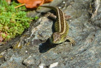 Zauneidechse, Lacerta agilis