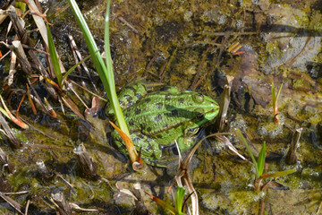 Wasserfrosch, Teichfrosch, Pelophylax kl. Esculentus