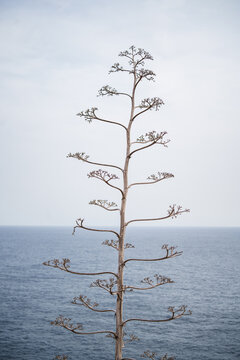 Agave Americana tree plant
